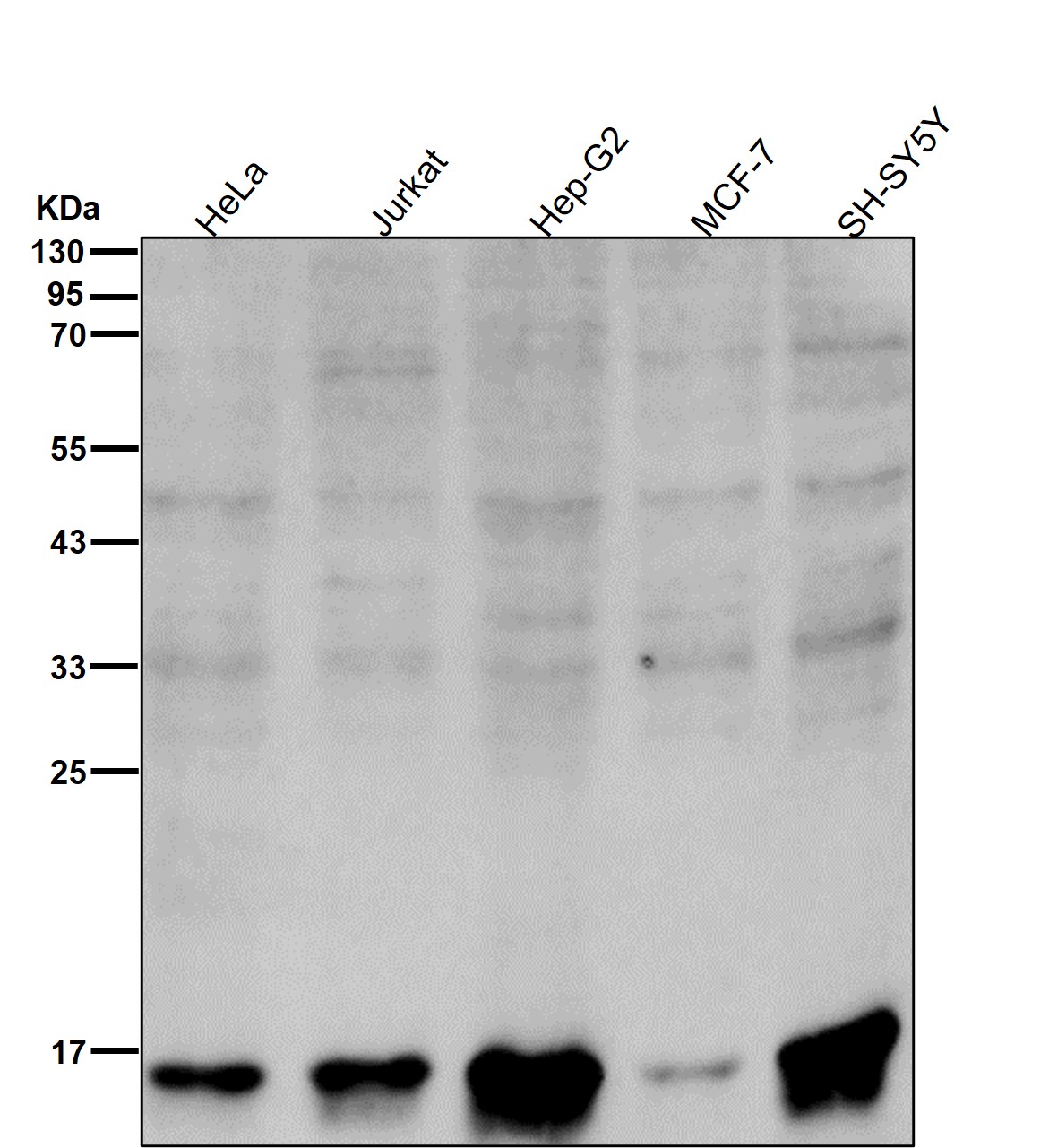 Acetyl-Histone H3 (K19) Ab