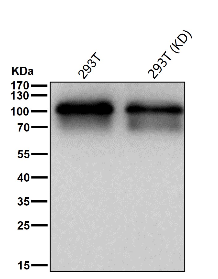 HSF1 Ab