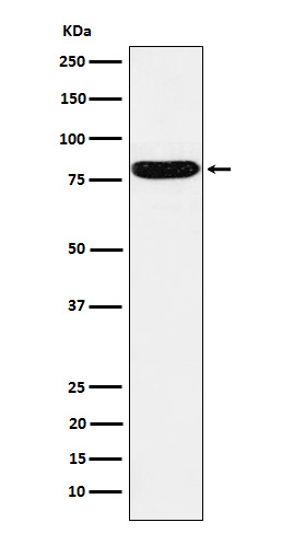 HSF1 Ab