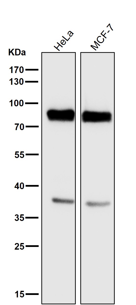 HSF1 Ab