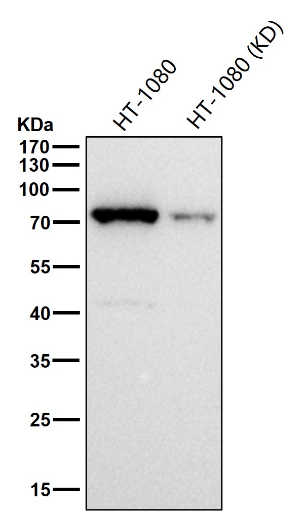 p-PKC alpha (T497) Ab