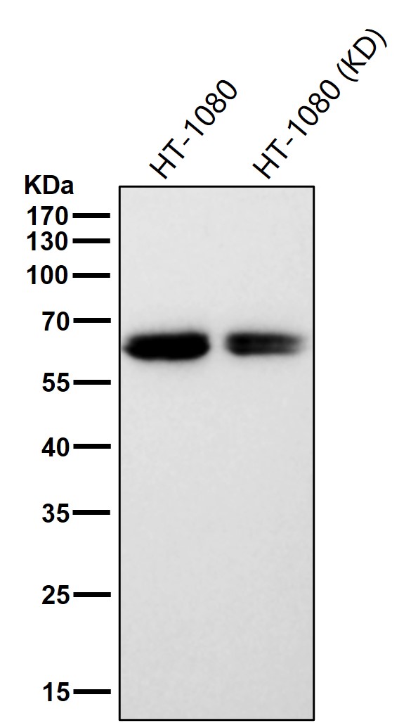 p-Src (Y529) Ab