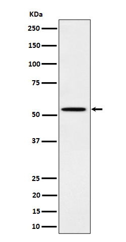 p-Src (Y529) Ab