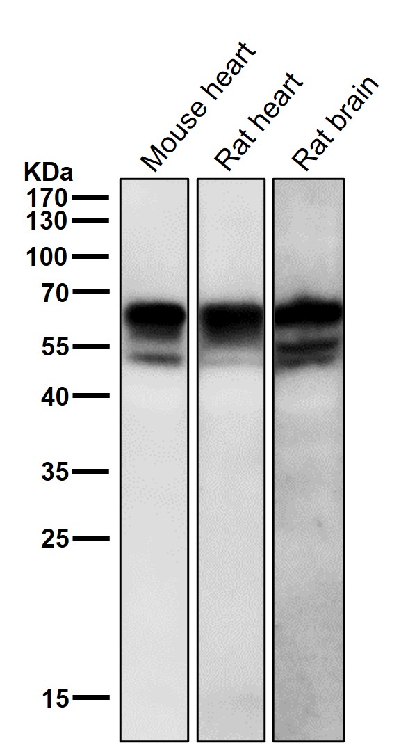 p-Src (Y529) Ab