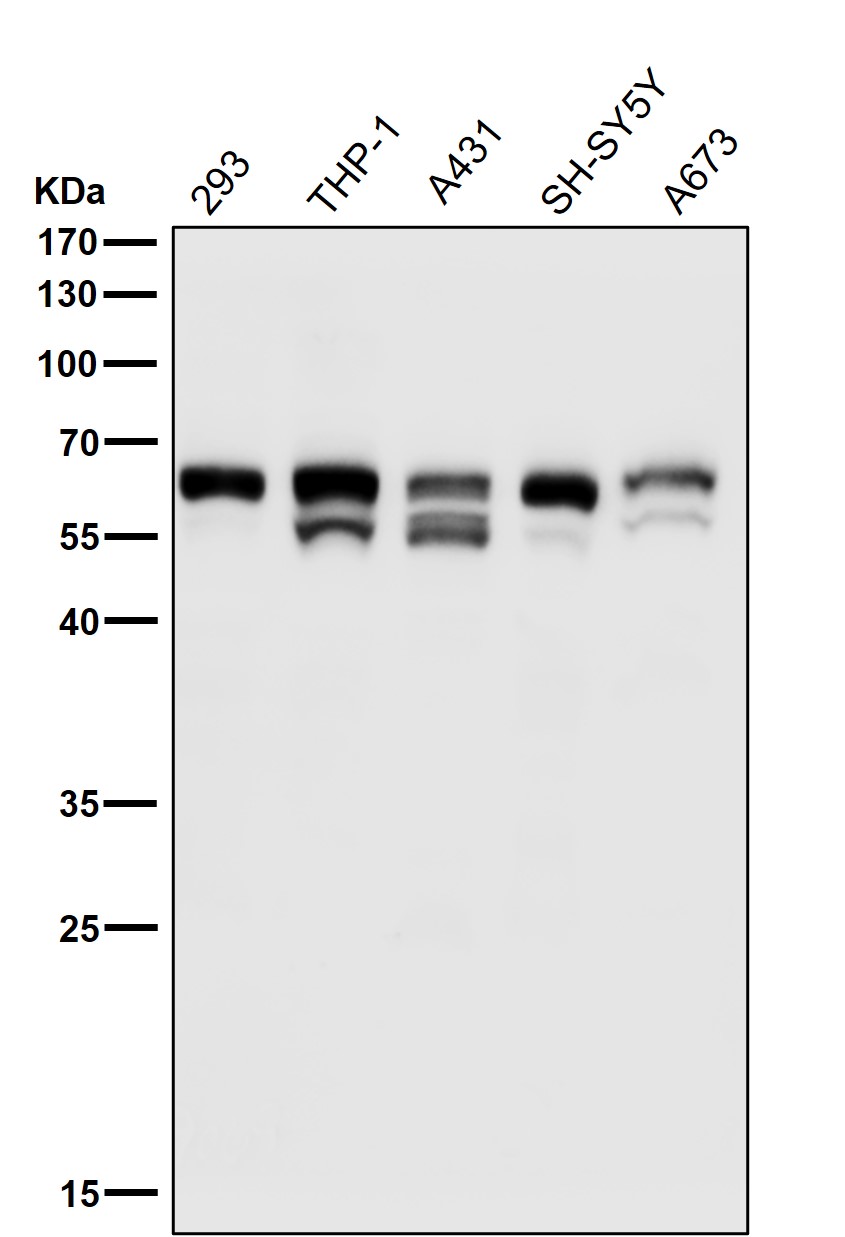 p-Src (Y529) Ab