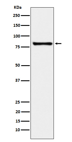 MARK3 Ab