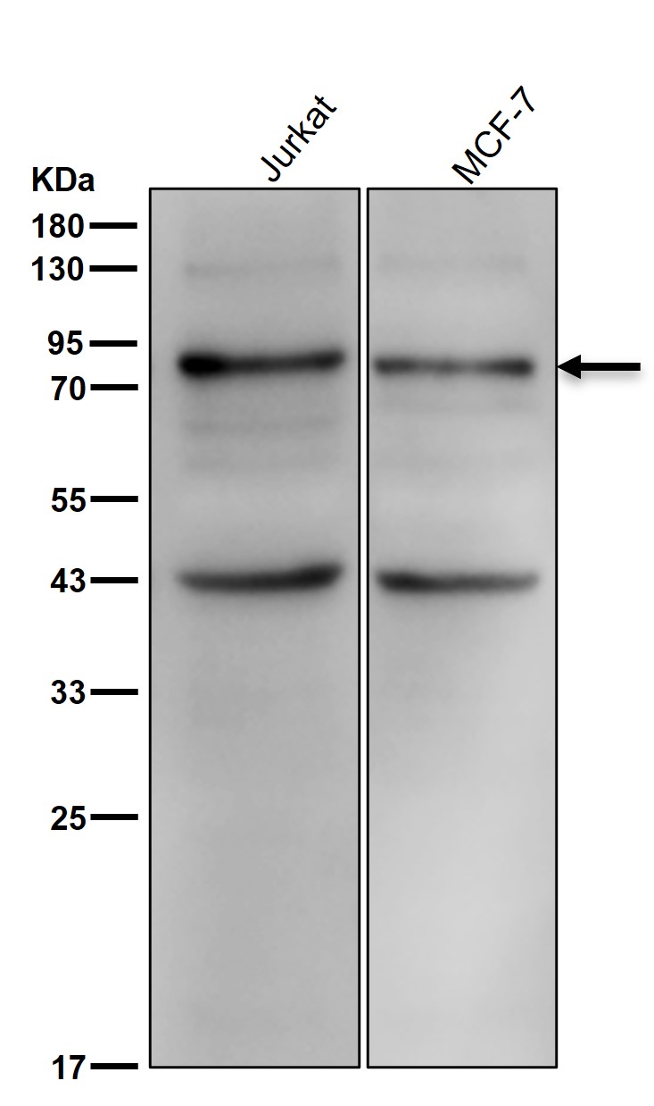 MARK3 Ab