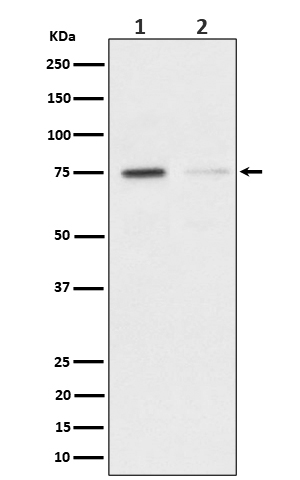 p-TAK1 (S439) Ab