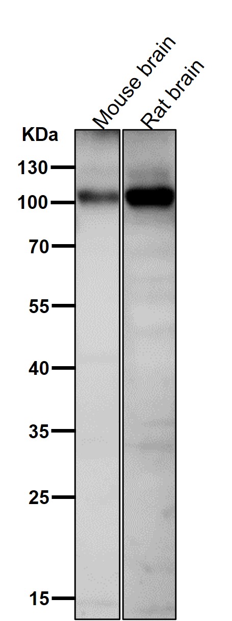 p-GluR1 (S831) Ab