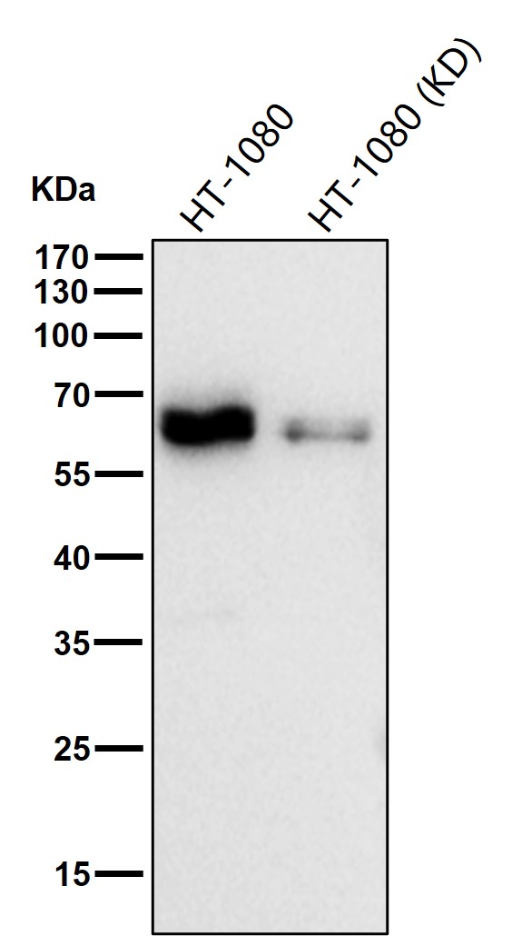 NR2C2 Ab