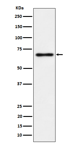 NR2C2 Ab