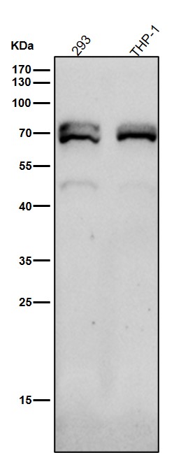 NR2C2 Ab