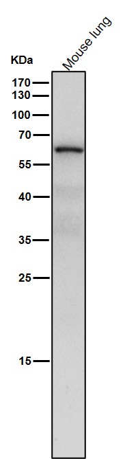 NR2C2 Ab