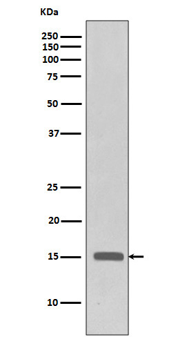 TriMethyl-Histone H3 (K28) Ab