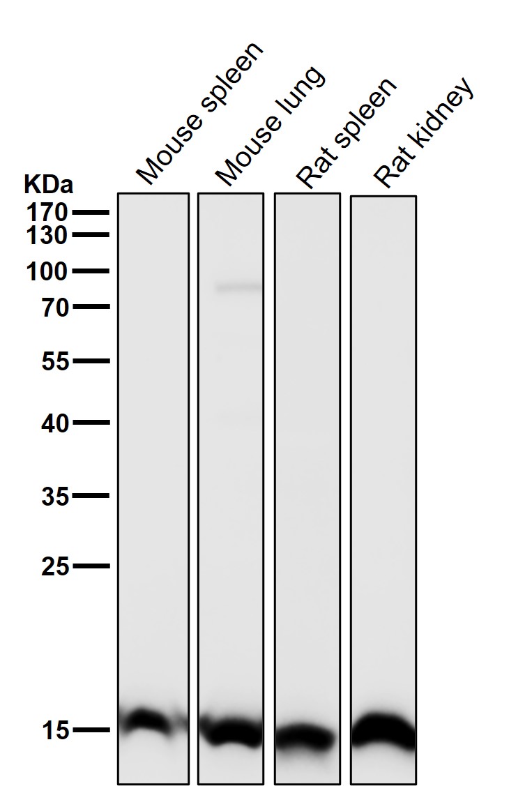 TriMethyl-Histone H3 (K28) Ab