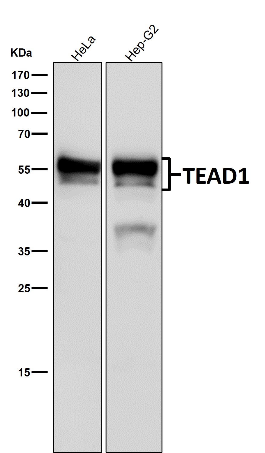 TEAD1 Ab