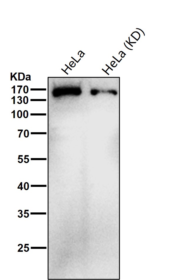 Glutamyl aminopeptidase Ab