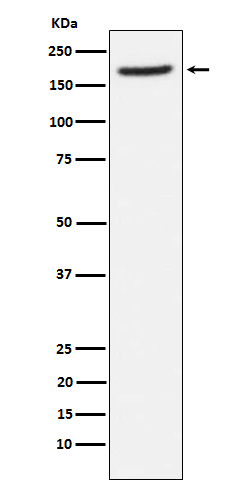 Glutamyl aminopeptidase Ab