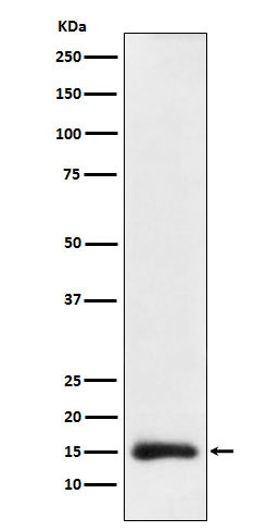 Acetyl-Histone H3 (K24) Ab