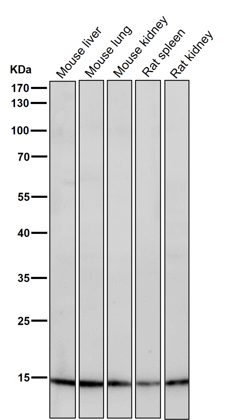 Acetyl-Histone H3 (K24) Ab