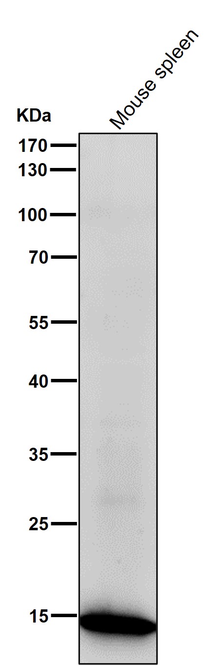 Acetyl-Histone H3 (K24) Ab