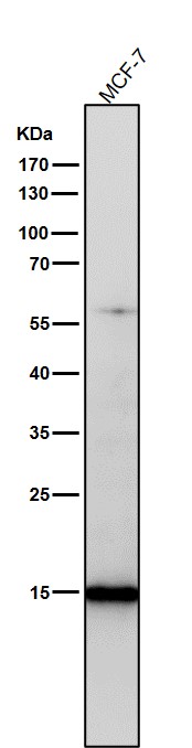 Acetyl-Histone H3 (K24) Ab