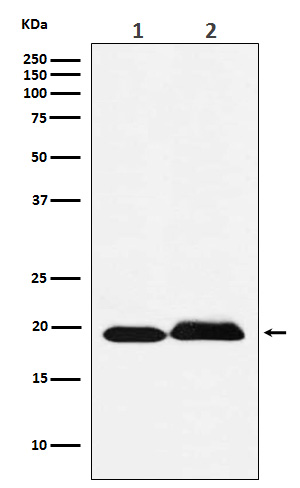 SRSF3 Ab