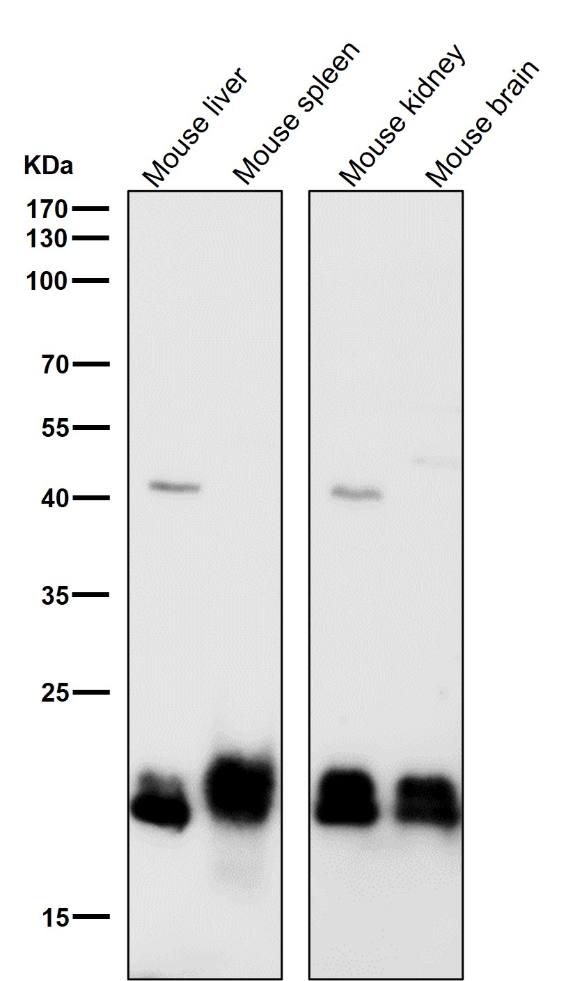 SRSF3 Ab