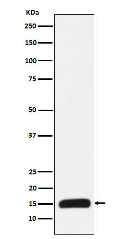 Histone H3 (K27M mutated) Ab