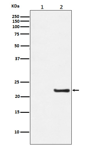 p-Caveolin 1 (Y14) Ab