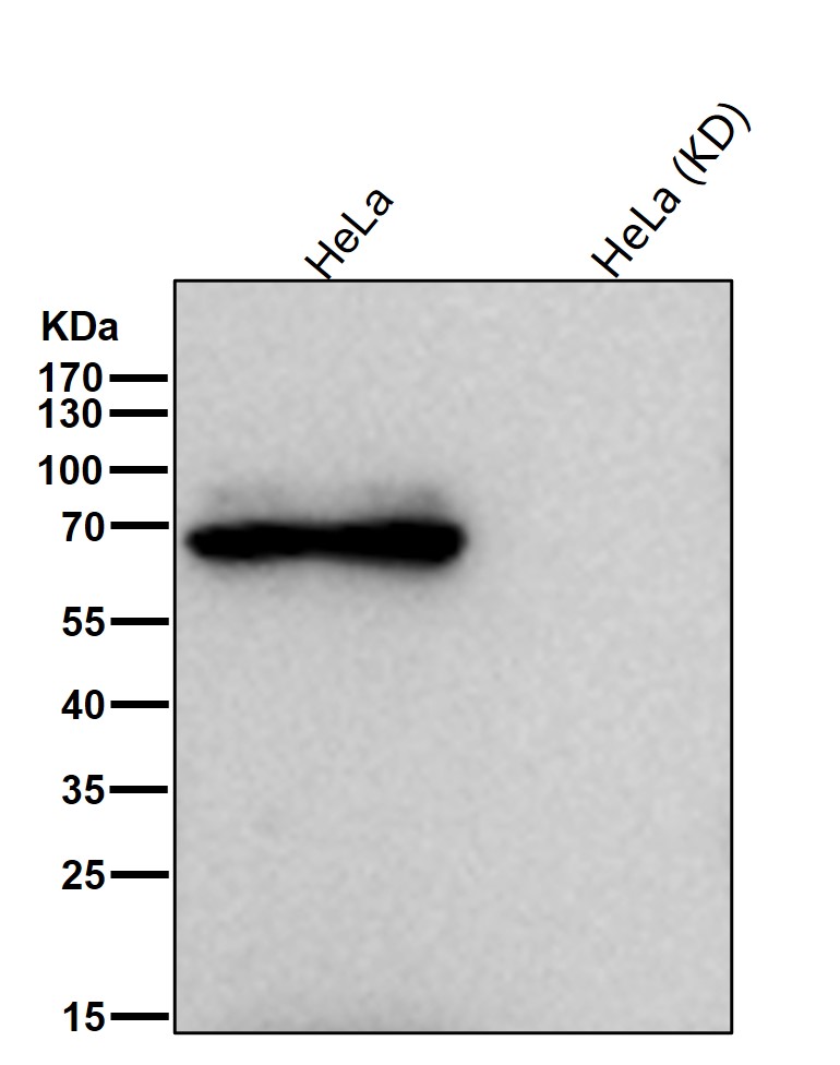 p-eIF2A K2 (T451) Ab