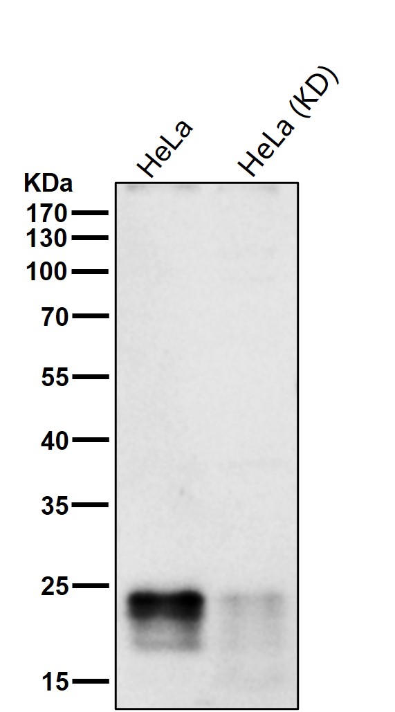 p-4E BP1/2/3 (T46/T46/T32) Ab