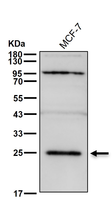 GSTK1 Ab