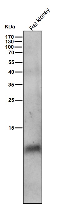 p-PLB (S16) Ab