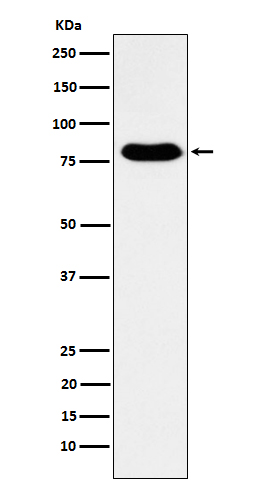 GTPBP4 Ab