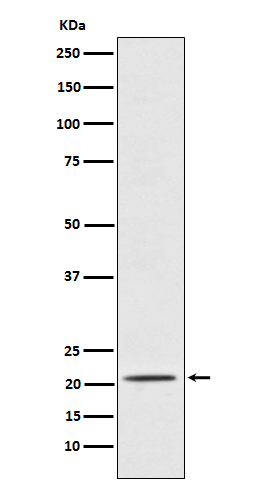 Glycodelin Ab