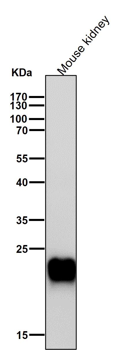 Lysophospholipase 1 Ab