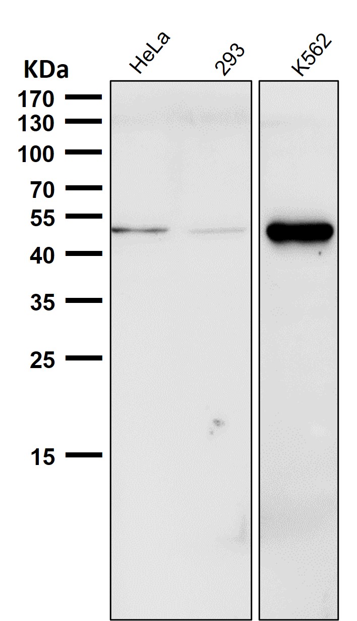 p-Chk1 (S280) Ab