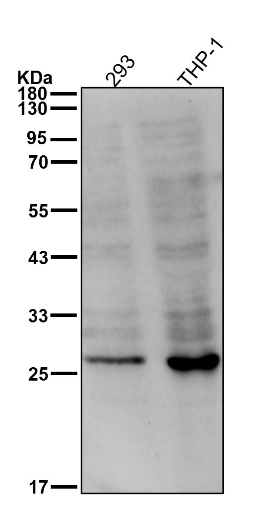 Calpain small subunit 1 Ab