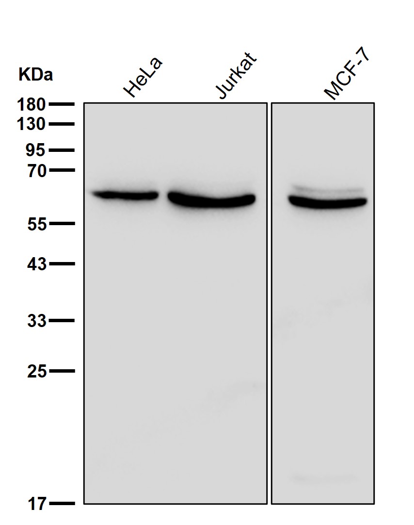 TCP1 alpha Ab