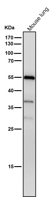 p-beta Arrestin 1 (S412) Ab