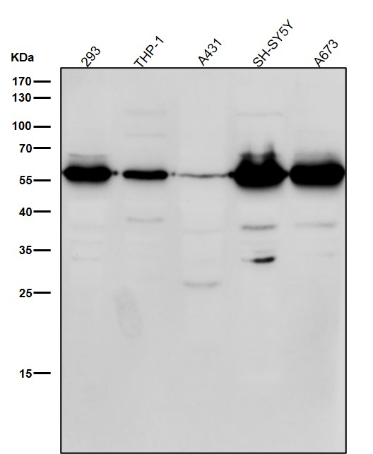 p-beta Arrestin 1 (S412) Ab