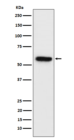 Synapsin 2 Ab