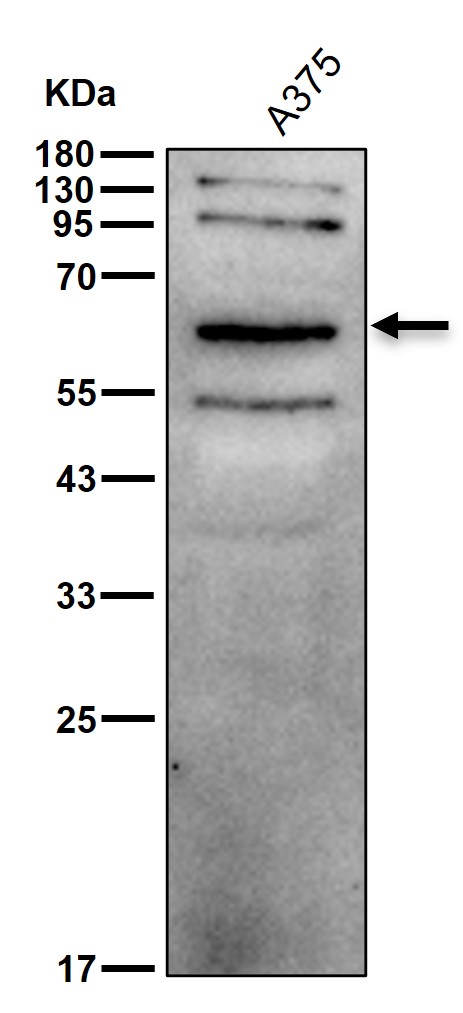 Synapsin 2 Ab