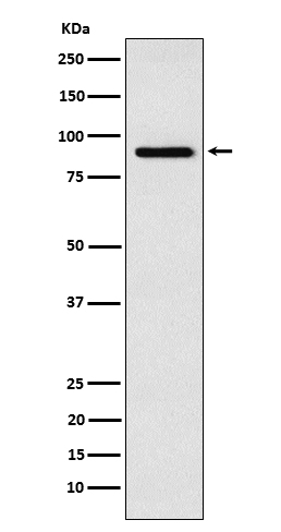 p90 S6 kinase alpha 6 Ab