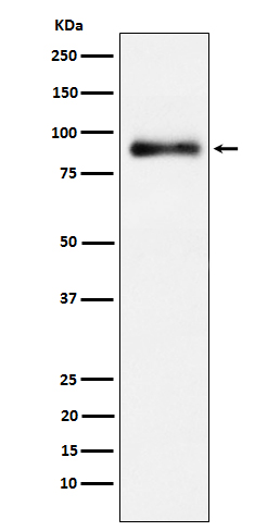 Lactoferrin Ab