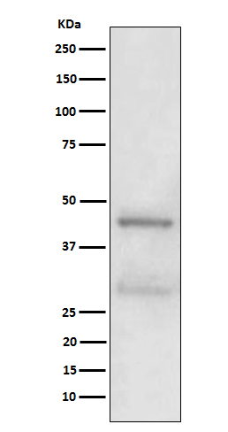 MBD2 Ab