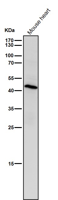 MBD2 Ab