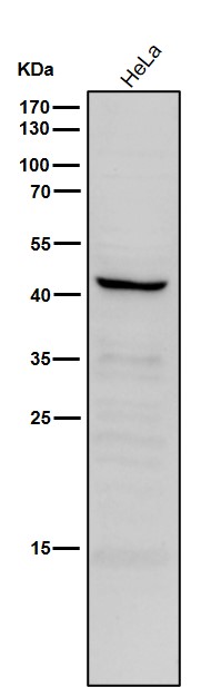 MBD2 Ab