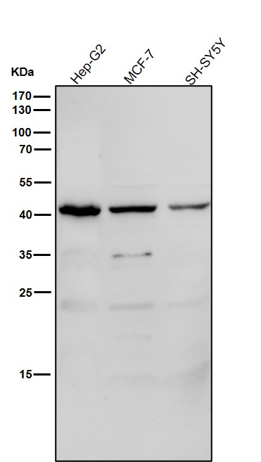 MBD2 Ab